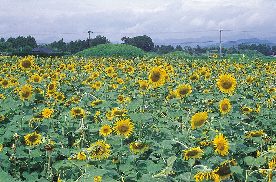 持田古墳群（高鍋町）