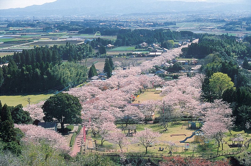 母智丘の桜まつり