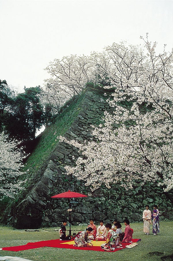 千人殺しの石垣桜