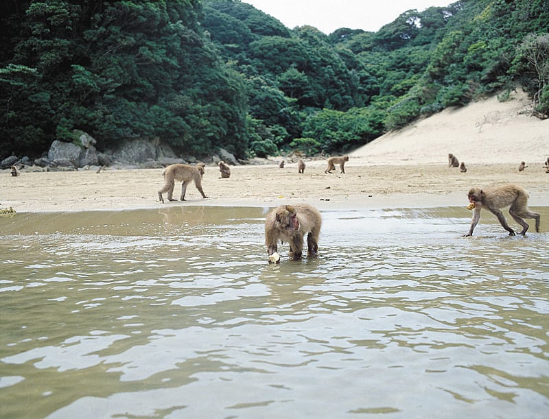 海水でイモを洗う猿（幸島（こうじま））