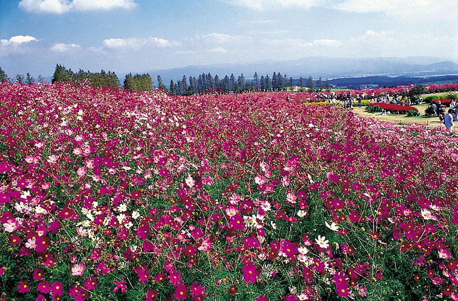 生駒高原