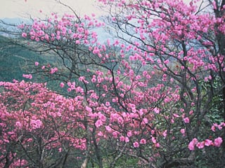 諸塚村アケボノツツジ